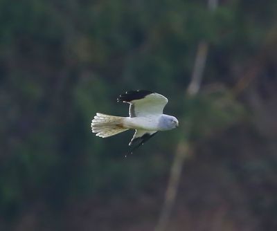 Blauwe Kiekendief - Hen Harrier