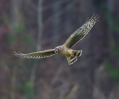 Blauwe Kiekendief - Hen Harrier