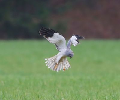 Blauwe Kiekendief - Hen Harrier