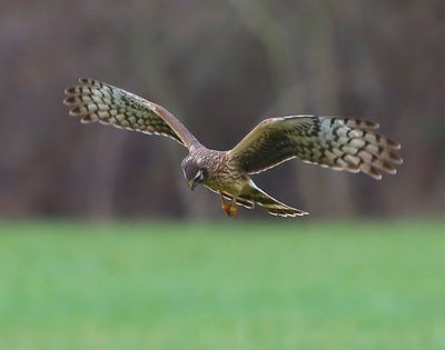 Blauwe Kiekendief - Hen Harrier