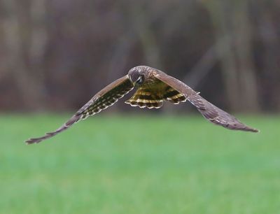 Blauwe Kiekendief - Hen Harrier