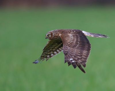Blauwe Kiekendief - Hen Harrier