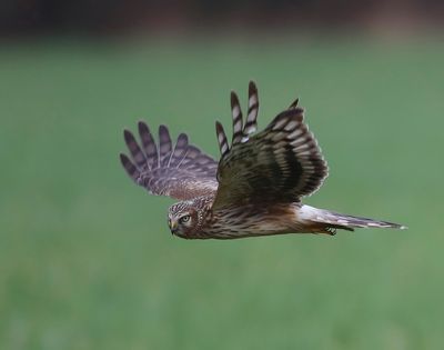 Blauwe Kiekendief - Hen Harrier