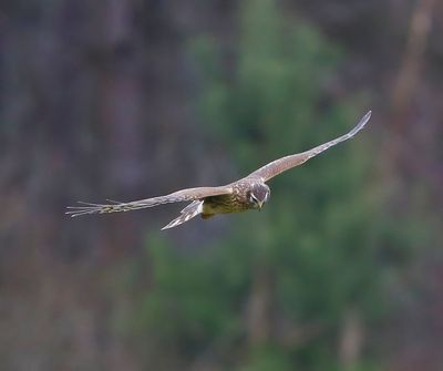 Blauwe Kiekendief - Hen Harrier