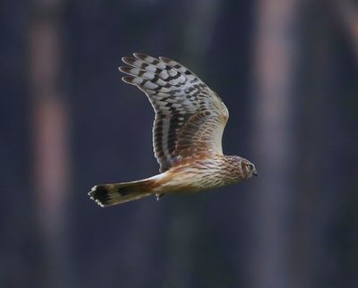 Blauwe Kiekendief - Hen Harrier