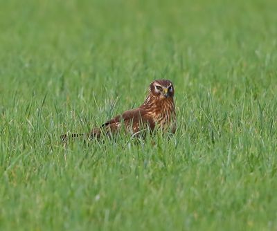 Blauwe Kiekendief - Hen Harrier