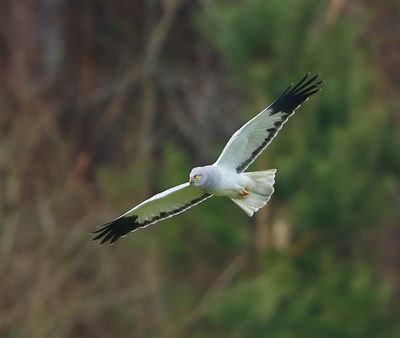 Blauwe Kiekendief - Hen Harrier