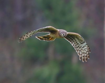 Blauwe Kiekendief - Hen Harrier