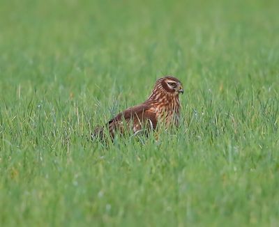 Blauwe Kiekendief - Hen Harrier