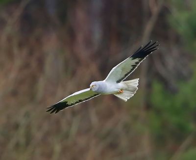 Blauwe Kiekendief - Hen Harrier