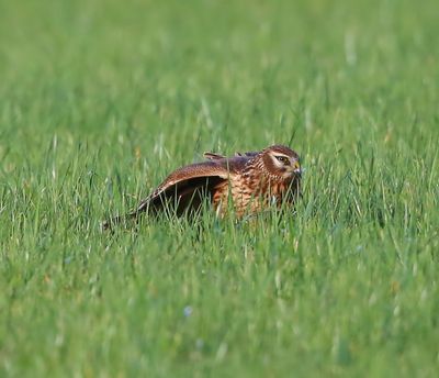 Blauwe Kiekendief - Hen Harrier