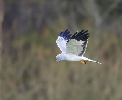 Blauwe Kiekendief - Hen Harrier