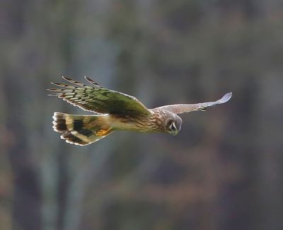 Blauwe Kiekendief - Hen Harrier