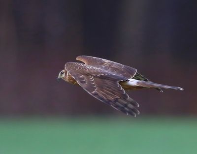 Blauwe Kiekendief - Hen Harrier