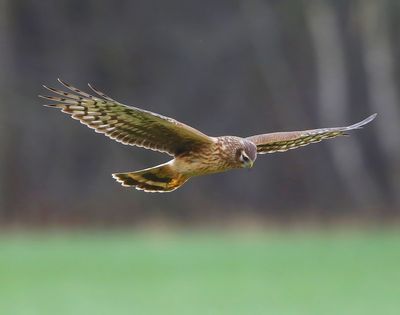 Blauwe Kiekendief - Hen Harrier
