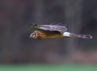 Blauwe Kiekendief - Hen Harrier