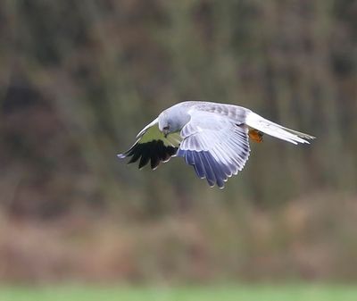 Blauwe Kiekendief - Hen Harrier