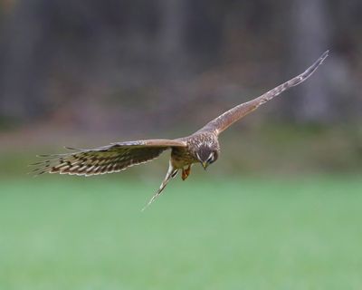 Blauwe Kiekendief - Hen Harrier