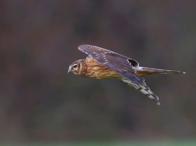 Blauwe Kiekendief - Hen Harrier