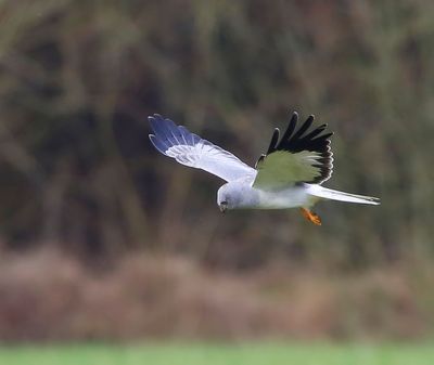 Blauwe Kiekendief - Hen Harrier