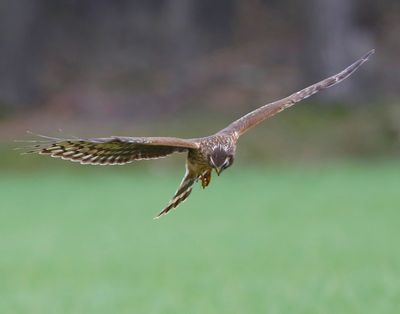 Blauwe Kiekendief - Hen Harrier