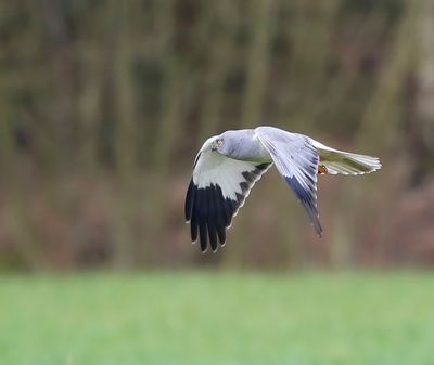 Blauwe Kiekendief - Hen Harrier
