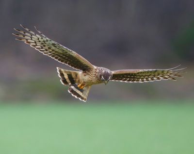Blauwe Kiekendief - Hen Harrier