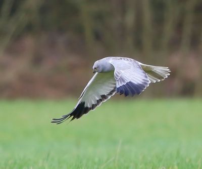 Blauwe Kiekendief - Hen Harrier
