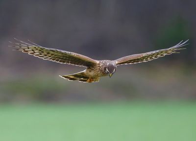 Blauwe Kiekendief - Hen Harrier