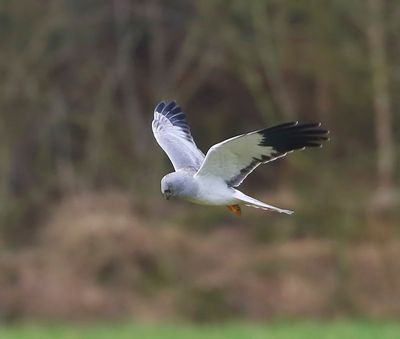 Blauwe Kiekendief - Hen Harrier