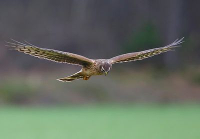 Blauwe Kiekendief - Hen Harrier