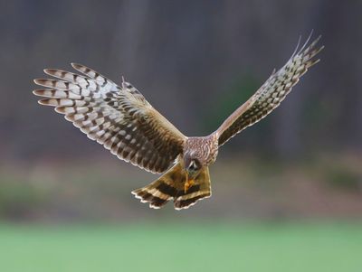 Blauwe Kiekendief - Hen Harrier