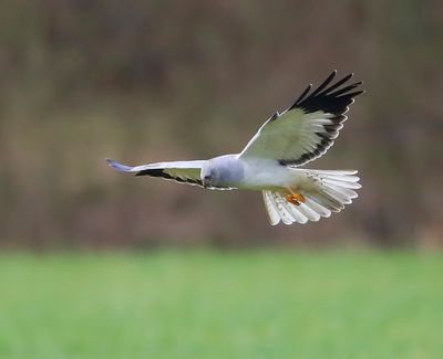Blauwe Kiekendief - Hen Harrier