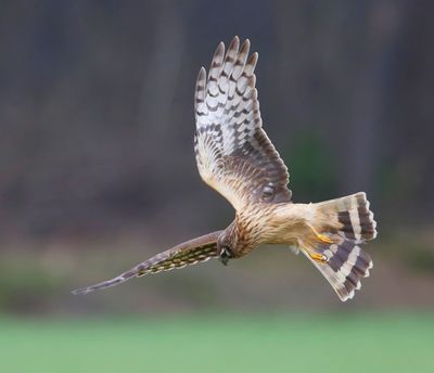 Blauwe Kiekendief - Hen Harrier
