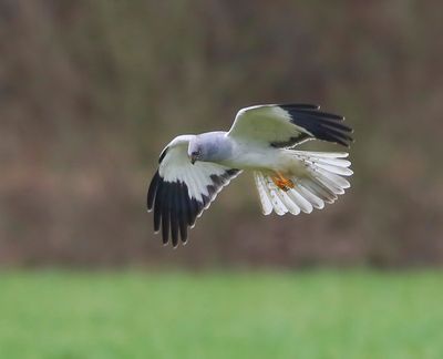 Blauwe Kiekendief - Hen Harrier