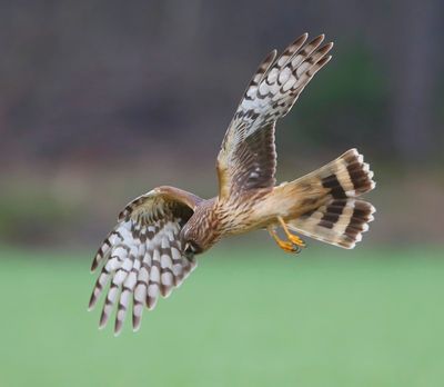 Blauwe Kiekendief - Hen Harrier