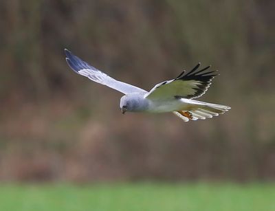 Blauwe Kiekendief - Hen Harrier
