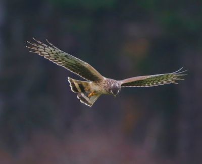 Blauwe Kiekendief - Hen Harrier