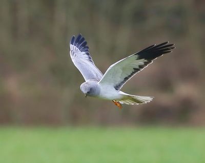Blauwe Kiekendief - Hen Harrier