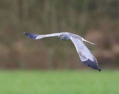 Blauwe Kiekendief - Hen Harrier