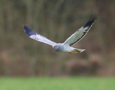 Blauwe Kiekendief - Hen Harrier