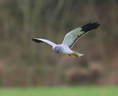 Blauwe Kiekendief - Hen Harrier