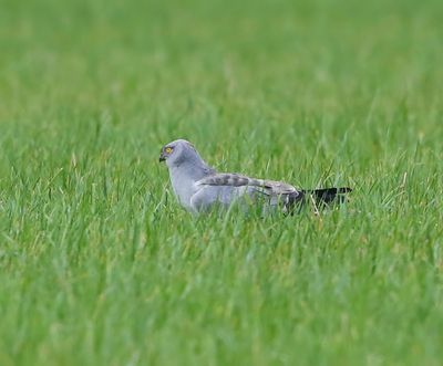 Blauwe Kiekendief - Hen Harrier