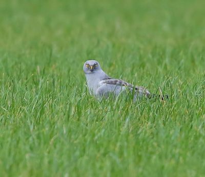 Blauwe Kiekendief - Hen Harrier