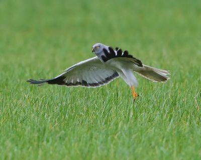 Blauwe Kiekendief - Hen Harrier