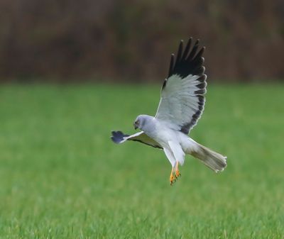 Blauwe Kiekendief - Hen Harrier