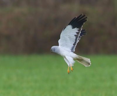 Blauwe Kiekendief - Hen Harrier