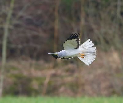 Blauwe Kiekendief - Hen Harrier
