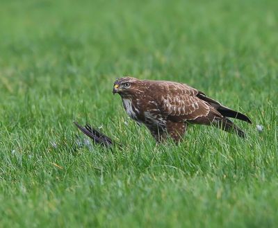 Buizerd - Common Buzzard
