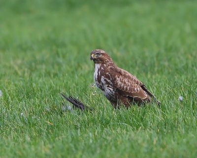 Buizerd - Common Buzzard